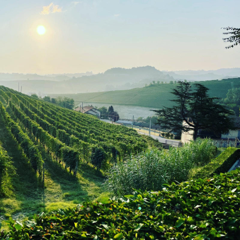 Barolo wijn