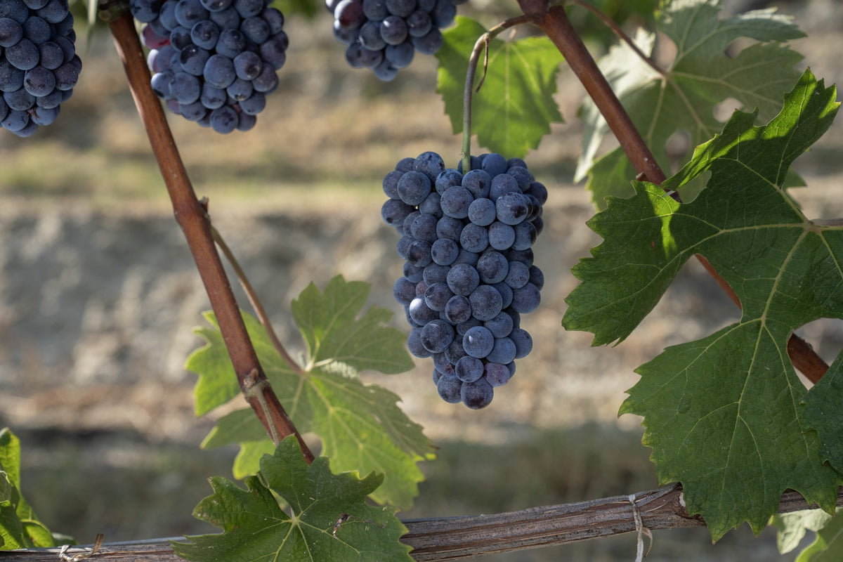 Nebbiolo in de wijngaard