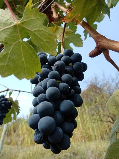 Barbera