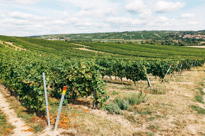 Barbaresco wijn