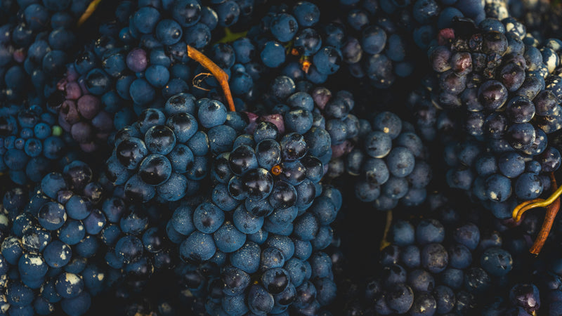 Harvesting Nebbiolo grapes in Serralunga, Italy. Grapes will be used in the process to make Barolo, one of the most famous red wine.