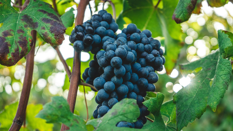 Nebbiolo grapes from Serralunga