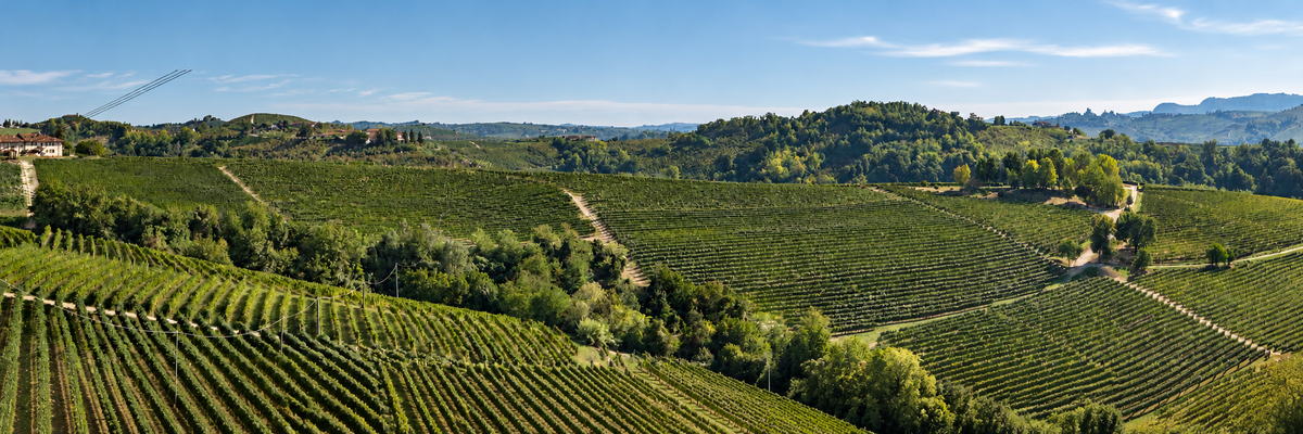De mooiste wijnen uit Piemonte