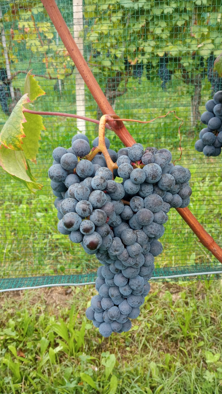 Dolcetto